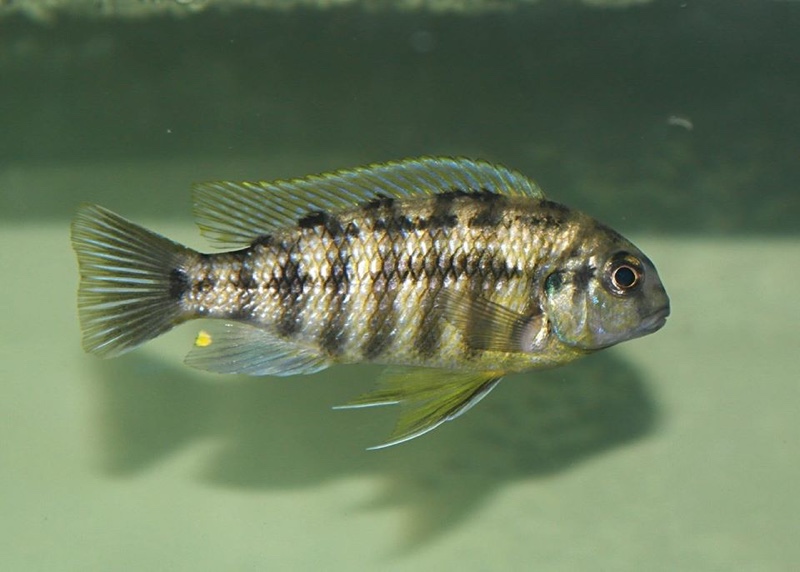Tropheops sp. 'rust' Kawanga Rocks